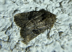 Hexorthodes nipana