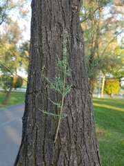 Tamarix