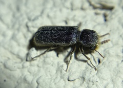 Amphicerus