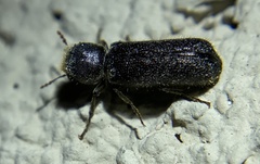 Amphicerus