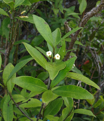 Alyxia stellata
