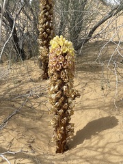 Cistanche
