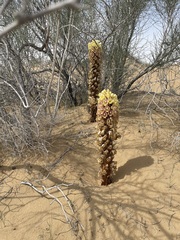 Cistanche