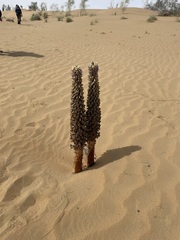 Cistanche