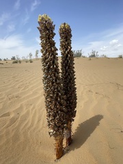 Cistanche