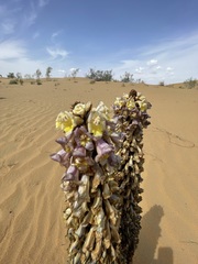 Cistanche