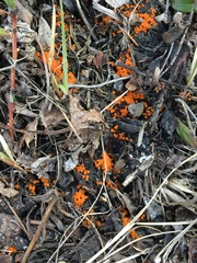 Byssonectria terrestris