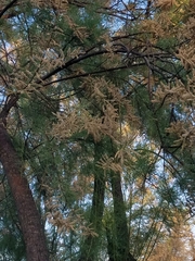 Tamarix