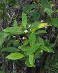 Alyxia stellata