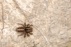 Aelurillus luctuosus
