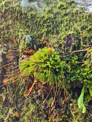 Leptostomum inclinans