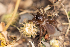 Amblyocarenum walckenaeri