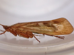 Limnephilus marmoratus