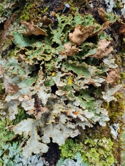 Yarrumia colensoi