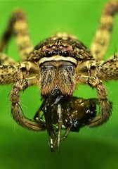 Heteropoda