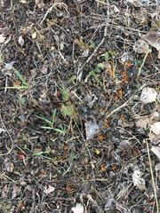 Byssonectria terrestris