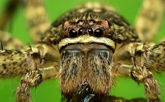 Heteropoda