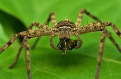 Heteropoda