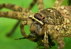 Heteropoda