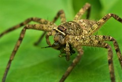 Heteropoda