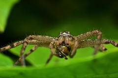 Heteropoda