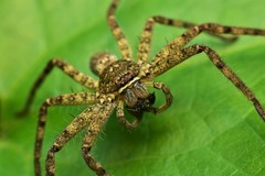 Heteropoda