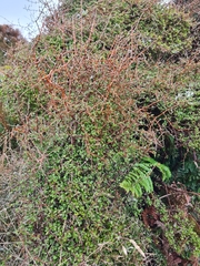 Coprosma rigida