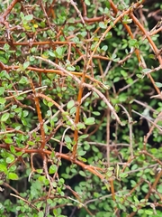 Coprosma rigida