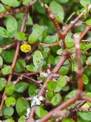 Coprosma rigida
