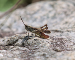 Chorthippus maritimus