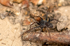 Pulchellodromus bistigma