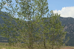 Populus deltoides monilifera