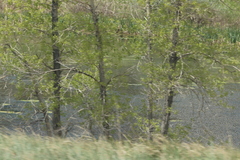 Populus deltoides monilifera