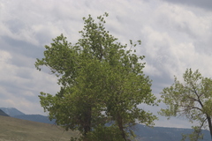 Populus deltoides monilifera