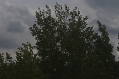 Populus deltoides monilifera