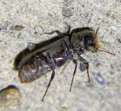 Amphicerus