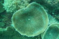 Amplexidiscus fenestrafer