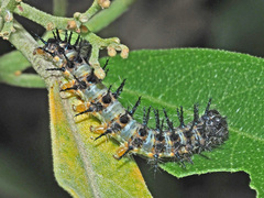 Acraea horta