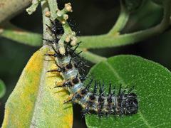Acraea horta