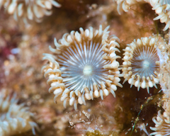 Palythoa heliodiscus