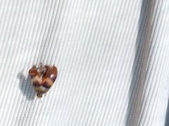Attagenus fasciatus