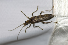 Oedemera marmorata