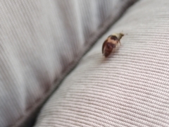 Attagenus fasciatus