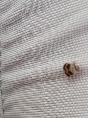 Attagenus fasciatus