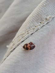 Attagenus fasciatus