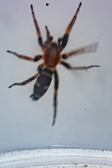 Poecilochroa