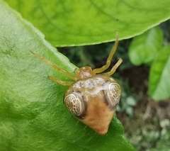 Cyrtarachne inaequalis