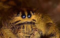 Hyllus diardi