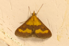 Pyrausta neglectalis