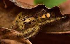 Hyllus diardi